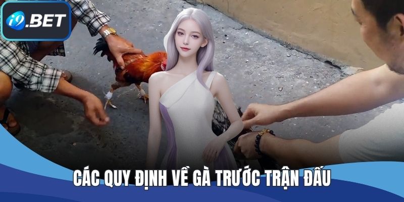 Các quy định về gà trước trận đấu
