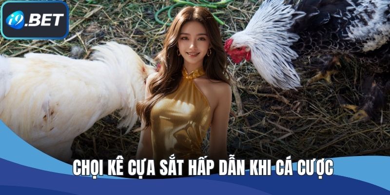 Chọi kê cựa sắt hấp dẫn khi cá cược