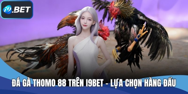 Đá Gà Thomo 88 Trên I9BET - Lựa Chọn Hàng Đầu Cho Đam Mê