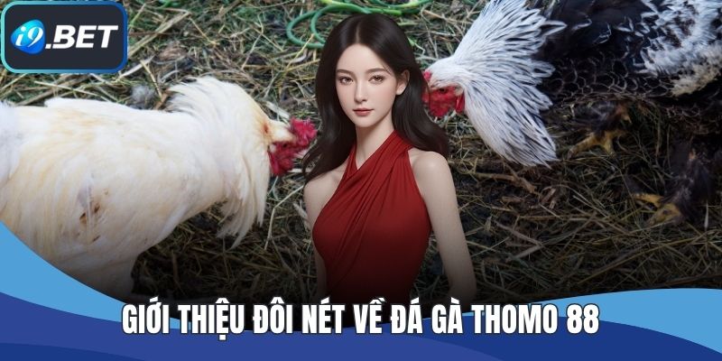 Giới thiệu đôi nét về đá gà Thomo 88