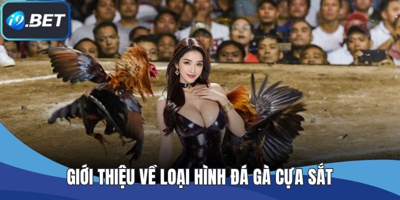 Giới thiệu về loại hình đá gà cựa sắt