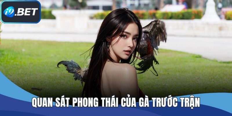 Quan sát phong thái của gà trước trận